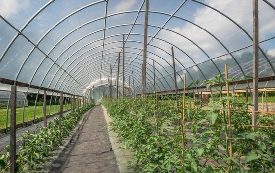 FSSC-Plastikzusatz-anti- einnebelnder anti- tropfender Mittel-For Agricultural Plastic-Film DMG95