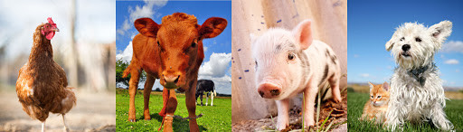 142-18-7 Tierfutter additives Glyceyl-Laurat Glyzerin- Monolaurate GML
